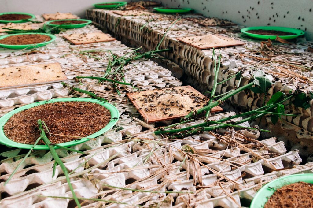 Crickets climbing over cardboard with green branches on it, part of cricket farm in Thailand