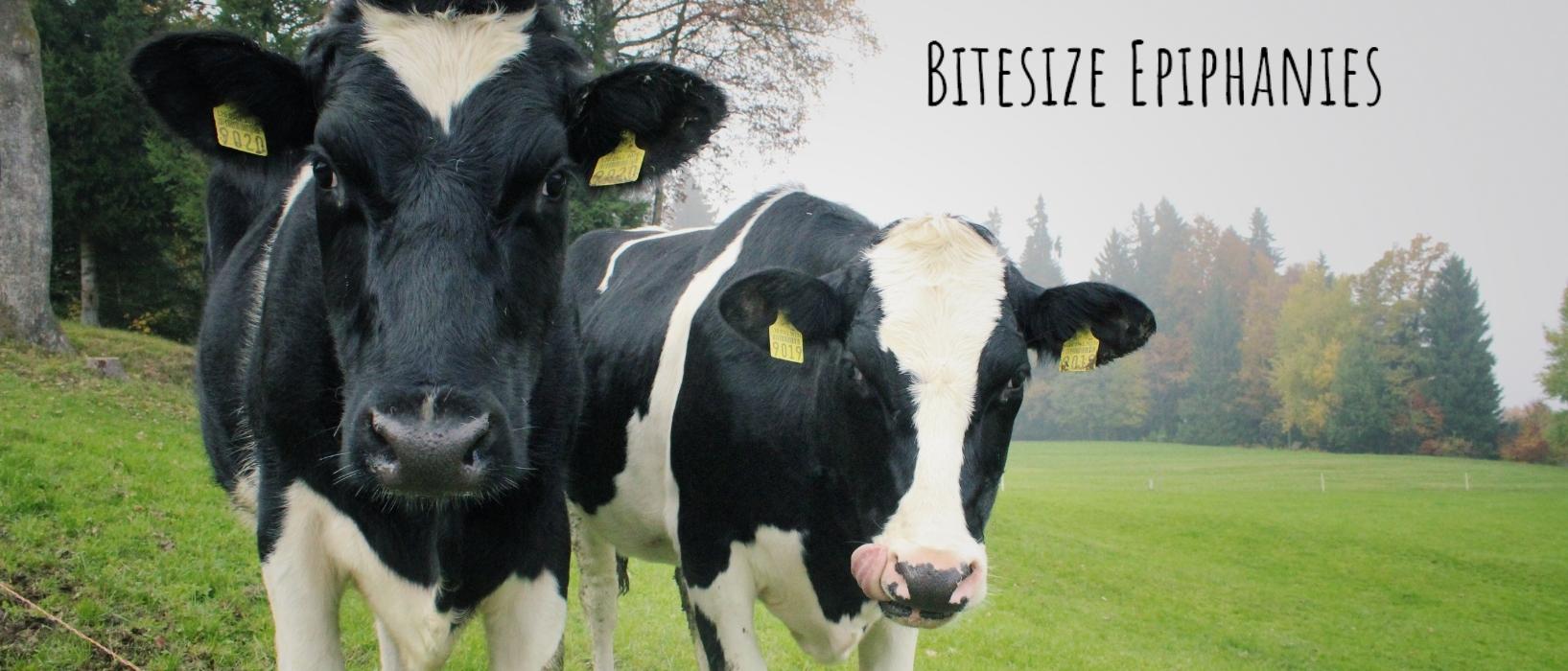 two white and black cows with 'bitesize epiphanies' written above in black writing