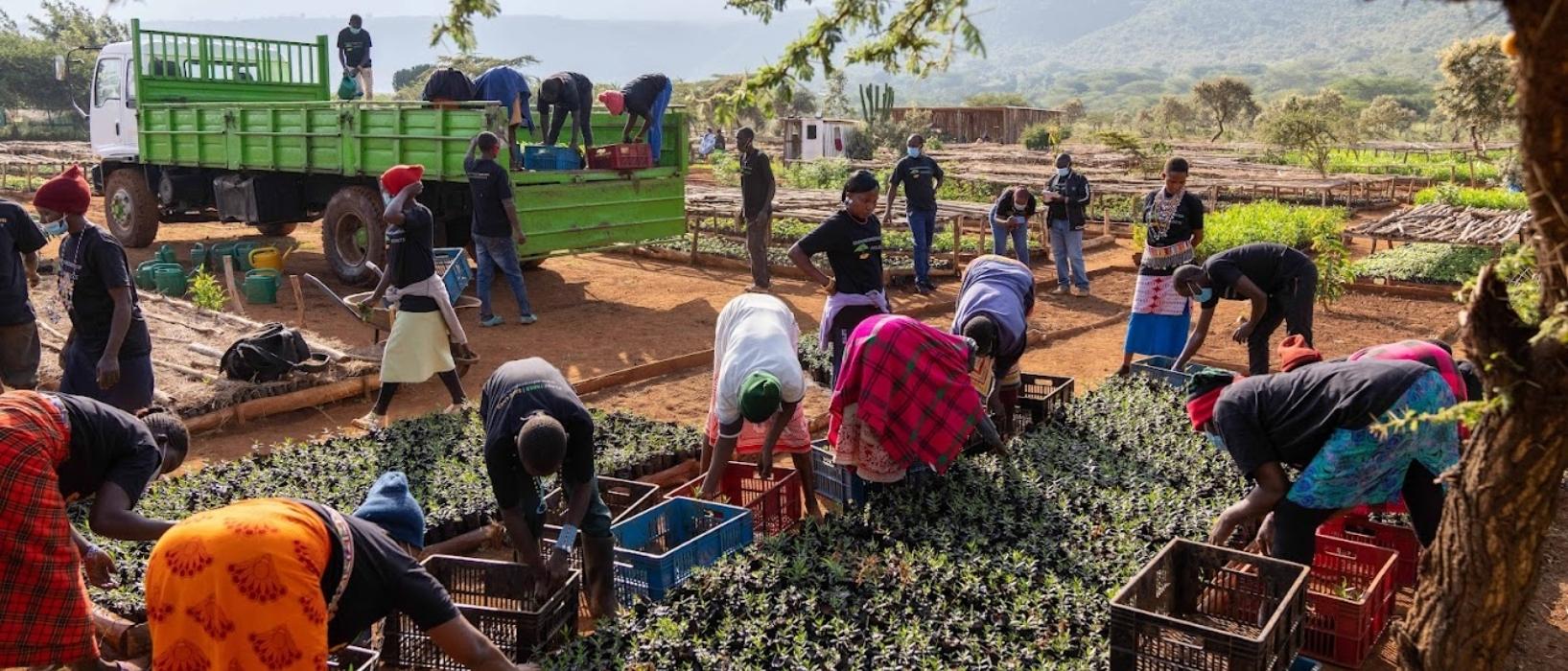 group of people in mangrove tree nursery working