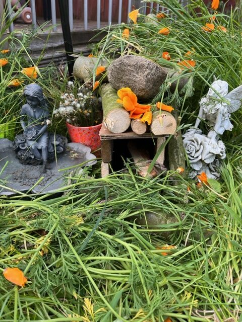 hedgehog house amongst grass