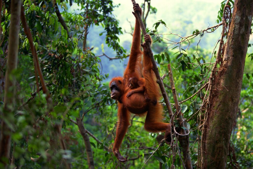 orangutan about to swing between two branches in rainforest, arm outstretched, baby is clinging to mothers side